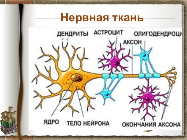 Нервная ткань Задание: рассмотрите препарат нервная ткань собаки, установите черты ее