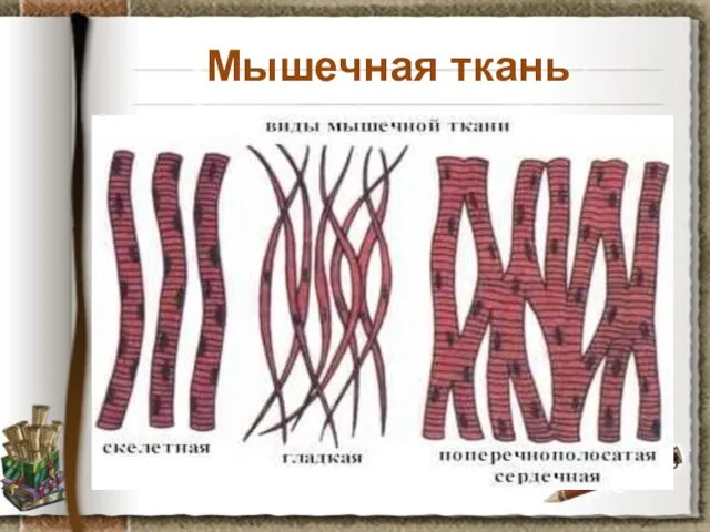 Мышечная ткань Задание: используя материал учебника на странице 30, установите особенности