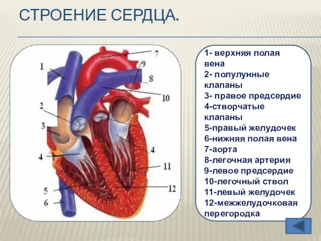 Строение сердца. 1- верхняя полая вена 2- полулунные клапаны 3- правое