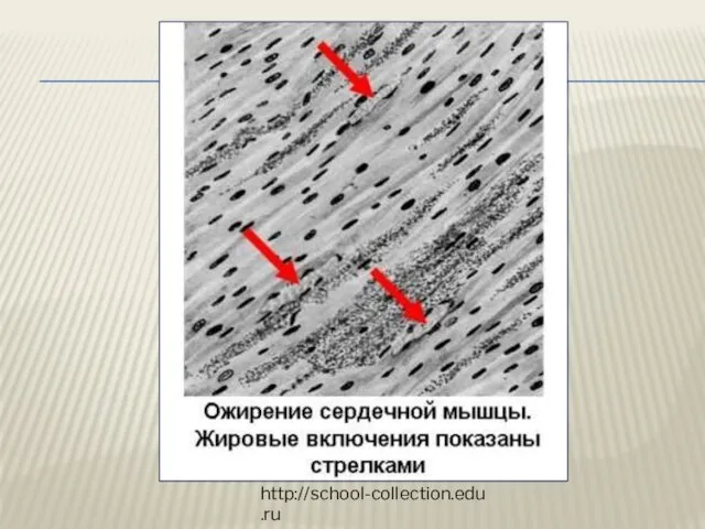 http://school-collection.edu.ru