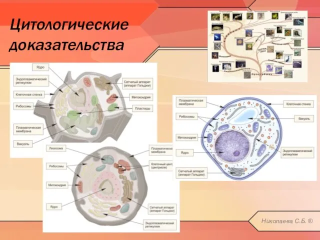 Цитологические доказательства Николаева С.Б. ®