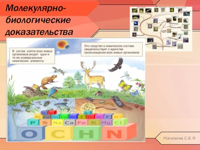 Молекулярно-биологические доказательства Николаева С.Б. ®