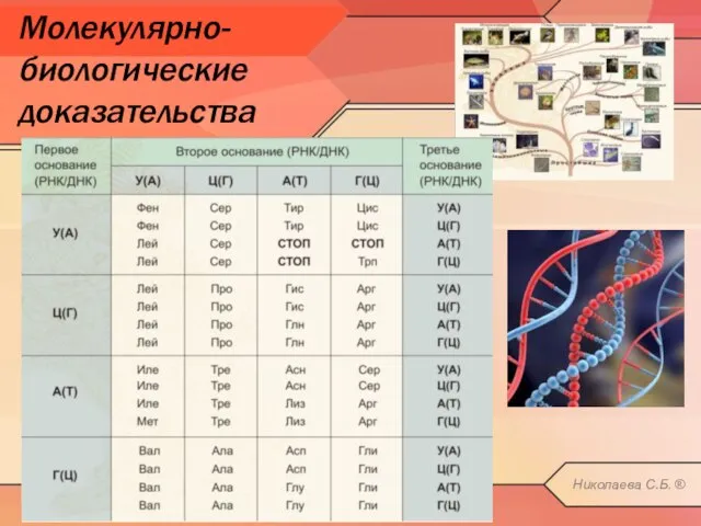 Молекулярно-биологические доказательства Николаева С.Б. ®