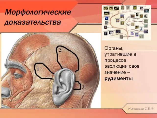 Морфологические доказательства Органы, утратившие в процессе эволюции свое значение – рудименты Николаева С.Б. ®