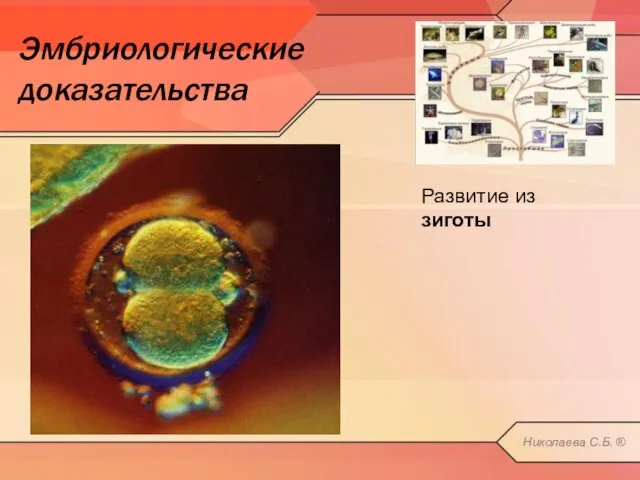 Эмбриологические доказательства Развитие из зиготы Николаева С.Б. ®