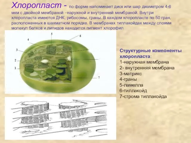 Хлоропласт - по форме напоминает диск или шар диаметром 4-6 мкм