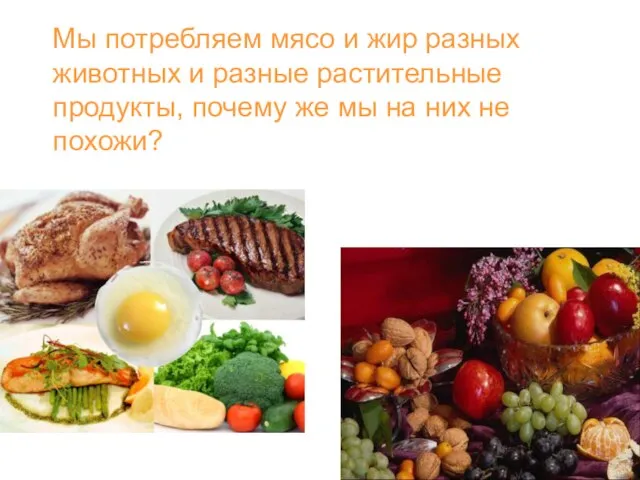 Мы потребляем мясо и жир разных животных и разные растительные продукты,