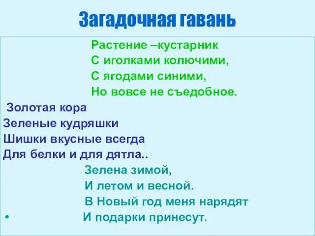 Загадочная гавань Растение –кустарник С иголками колючими, С ягодами синими, Но