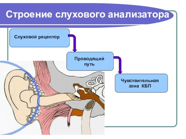 Строение слухового анализатора