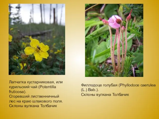 Лапчатка кустарниковая, или курильский чай (Potentilla fruticosa). Сгоревший лиственничный лес на