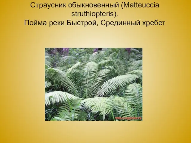 Страусник обыкновенный (Matteuccia struthiopteris). Пойма реки Быстрой, Срединный хребет