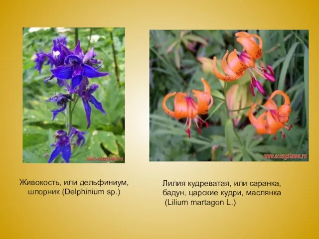 Живокость, или дельфиниум, шпорник (Delphinium sp.) Лилия кудреватая, или саранка, бадун,