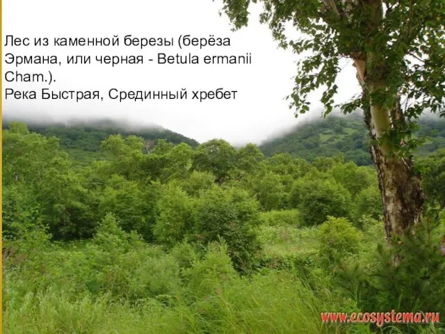 Лес из каменной березы (берёза Эрмана, или черная - Betula ermanii Cham.). Река Быстрая, Срединный хребет