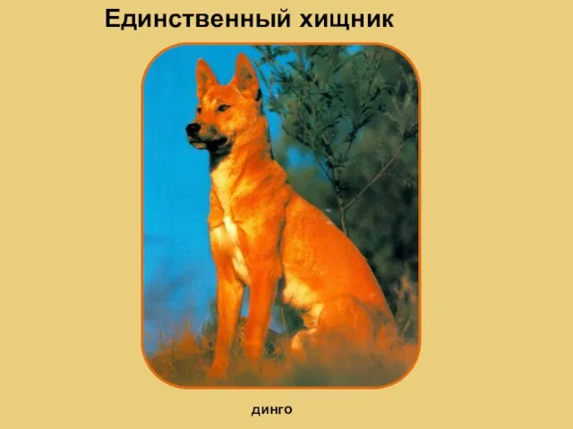 Единственный хищник динго