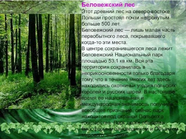 Беловежский лес Этот древний лес на северо-востоке Польши простоял почти нетронутым