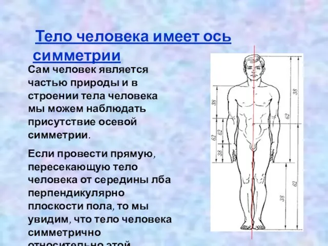 Тело человека имеет ось симметрии Сам человек является частью природы и