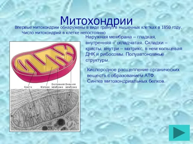 Митохондрии Впервые митохондрии обнаружены в виде гранул в мышечных клетках в