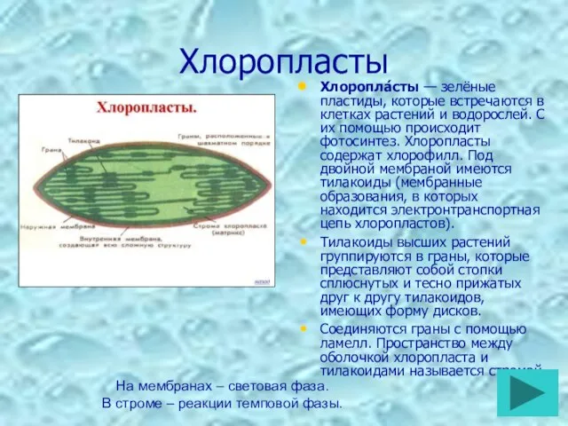 Хлоропласты Хлоропла́сты — зелёные пластиды, которые встречаются в клетках растений и