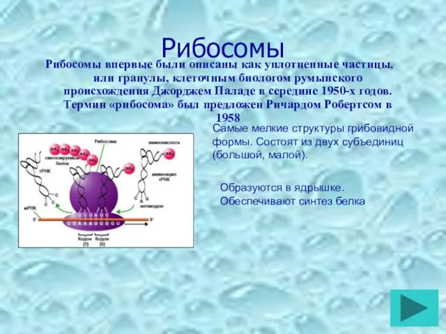 Рибосомы Рибосомы впервые были описаны как уплотненные частицы, или гранулы, клеточным