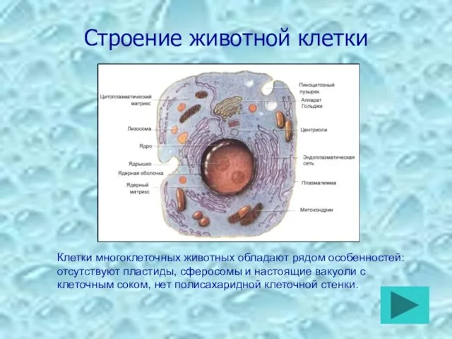 Строение животной клетки Клетки многоклеточных животных обладают рядом особенностей: отсутствуют пластиды,