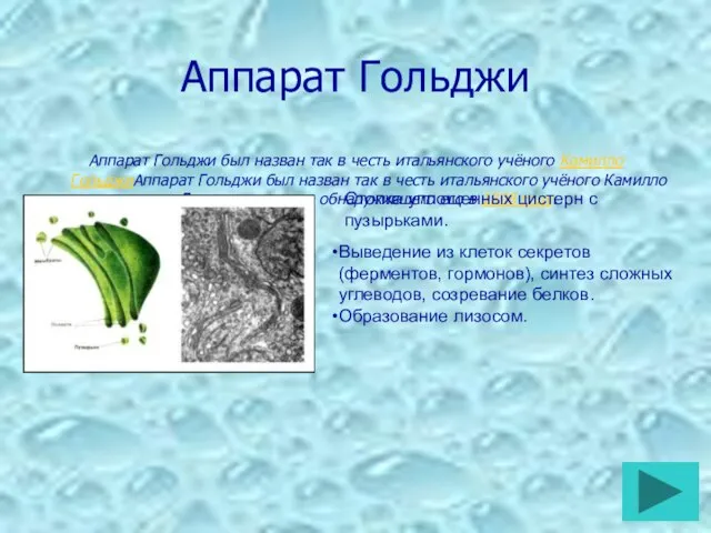 Аппарат Гольджи Аппарат Гольджи был назван так в честь итальянского учёного