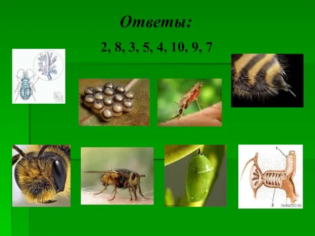 Ответы: 2, 8, 3, 5, 4, 10, 9, 7