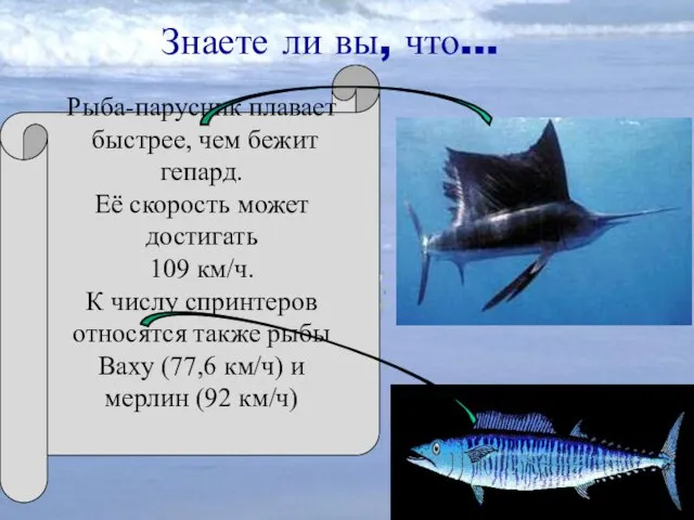 Знаете ли вы, что… Рыба-парусник плавает быстрее, чем бежит гепард. Её