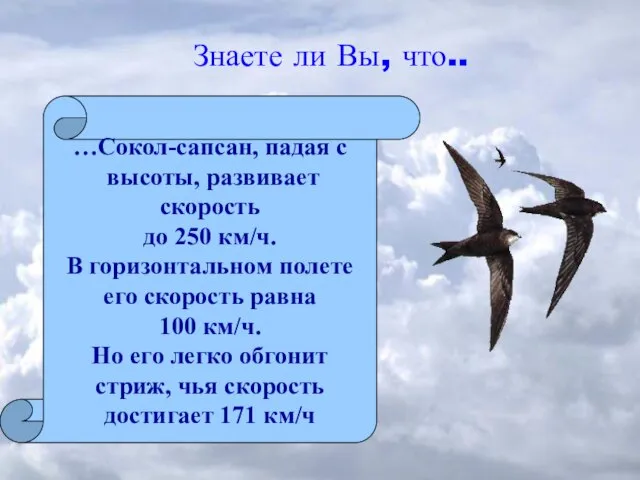 Знаете ли Вы, что.. …Сокол-сапсан, падая с высоты, развивает скорость до