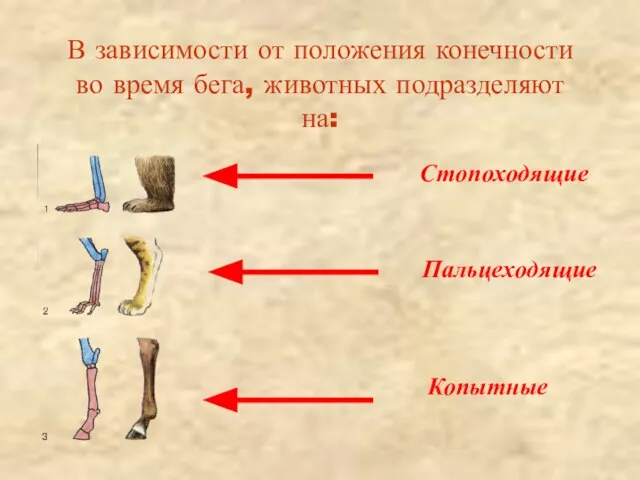 В зависимости от положения конечности во время бега, животных подразделяют на: Стопоходящие Пальцеходящие Копытные