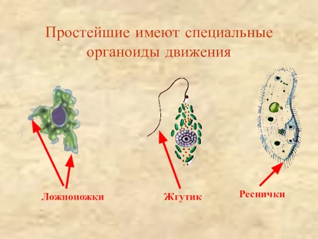 Простейшие имеют специальные органоиды движения Ложноножки Жгутик Реснички