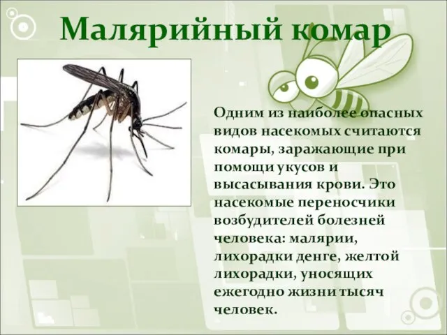 Малярийный комар Одним из наиболее опасных видов насекомых считаются комары, заражающие