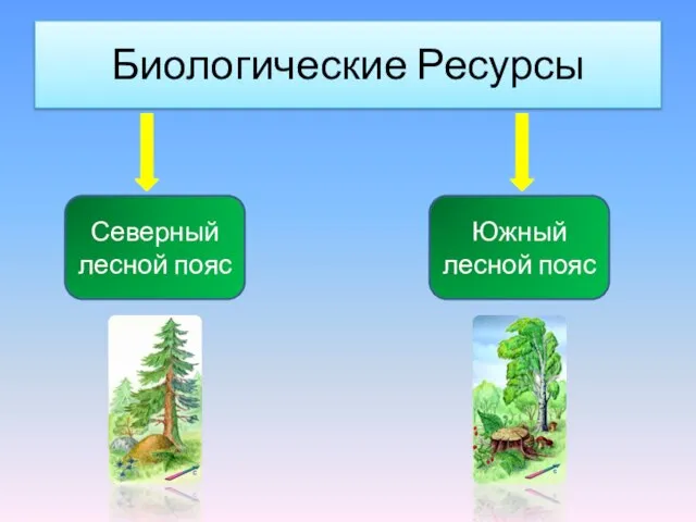 Биологические Ресурсы Северный лесной пояс Южный лесной пояс