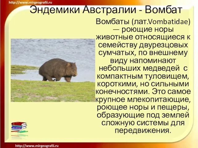 Эндемики Австралии - Вомбат Вомбаты (лат.Vombatidae) — роющие норы животные относящиеся