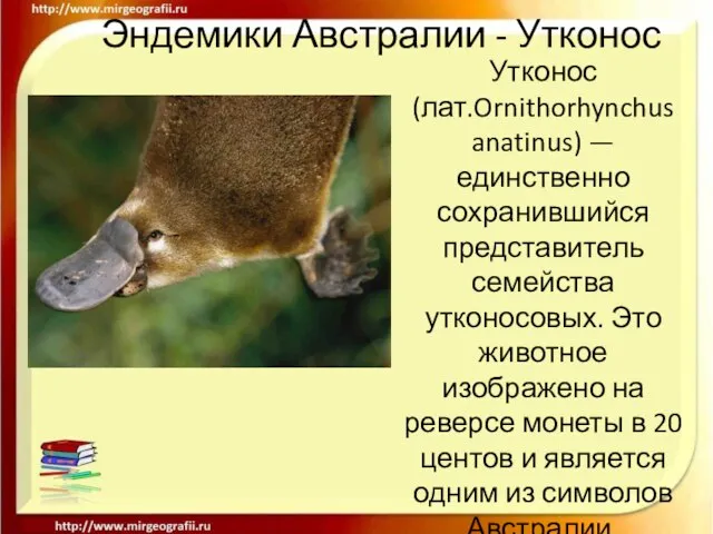 Эндемики Австралии - Утконос Утконос (лат.Ornithorhynchus anatinus) — единственно сохранившийся представитель