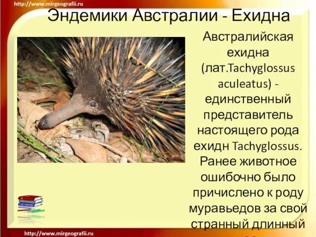 Эндемики Австралии - Ехидна Австралийская ехидна (лат.Tachyglossus aculeatus) - единственный представитель