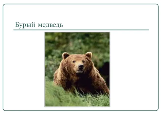 Бурый медведь