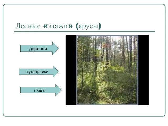 Лесные «этажи» (ярусы) деревья кустарники травы