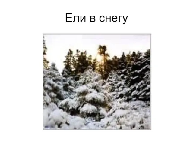 Ели в снегу