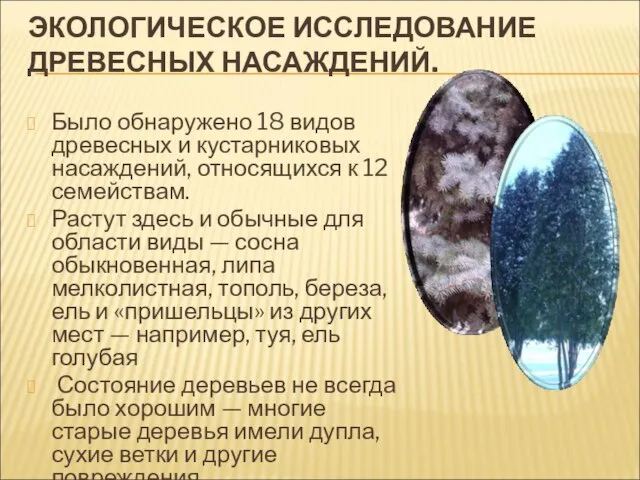 ЭКОЛОГИЧЕСКОЕ ИССЛЕДОВАНИЕ ДРЕВЕСНЫХ НАСАЖДЕНИЙ. Было обнаружено 18 видов древесных и кустарниковых