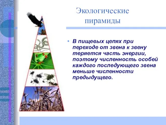 Экологические пирамиды В пищевых цепях при переходе от звена к звену