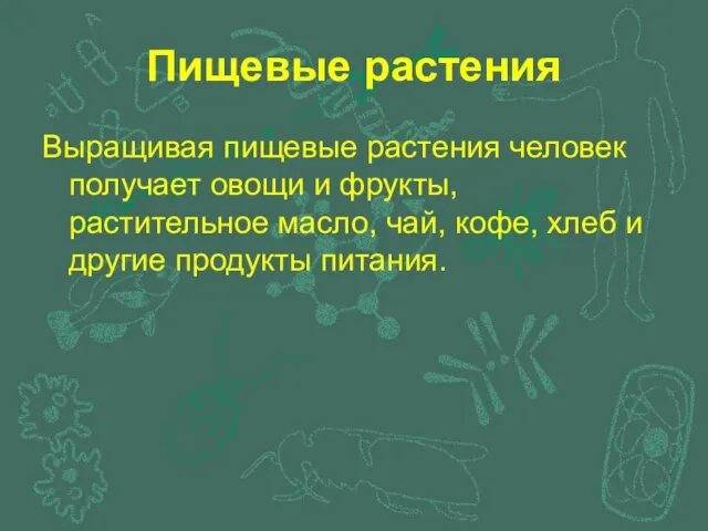 Пищевые растения Выращивая пищевые растения человек получает овощи и фрукты, растительное