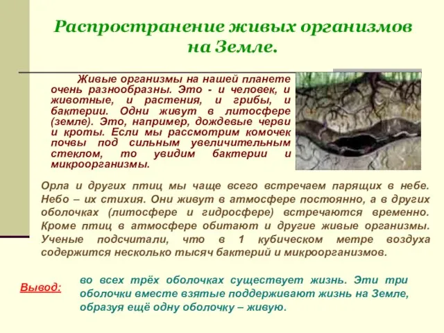 Распространение живых организмов на Земле. Живые организмы на нашей планете очень