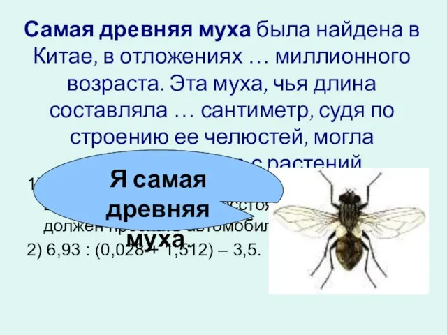 Самая древняя муха была найдена в Китае, в отложениях … миллионного