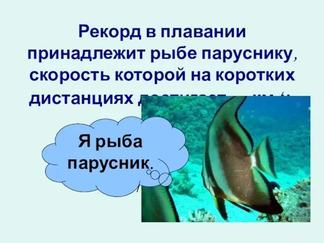 Рекорд в плавании принадлежит рыбе паруснику, скорость которой на коротких дистанциях