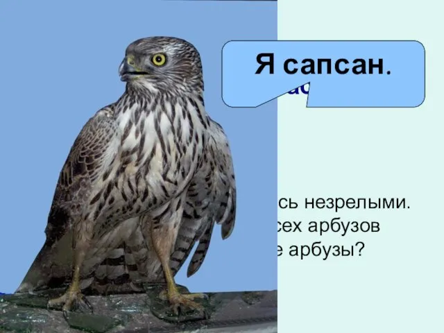 Самое острое зрение у сапсана. Он видит голубя на расстоянии …