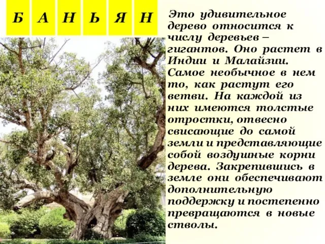 Это удивительное дерево относится к числу деревьев – гигантов. Оно растет