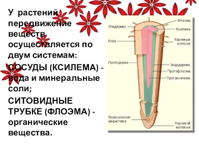 У растений передвижение веществ осуществляется по двум системам: СОСУДЫ (КСИЛЕМА) -