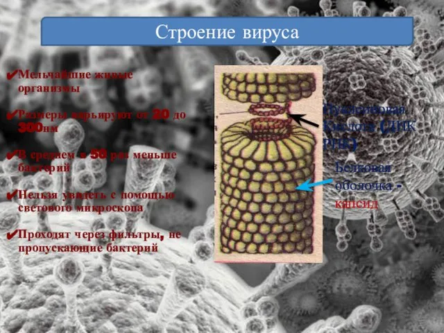 Строение вируса Мельчайшие живые организмы Размеры варьируют от 20 до 300нм