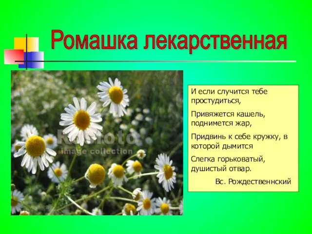 Ромашка лекарственная И если случится тебе простудиться, Привяжется кашель, поднимется жар,