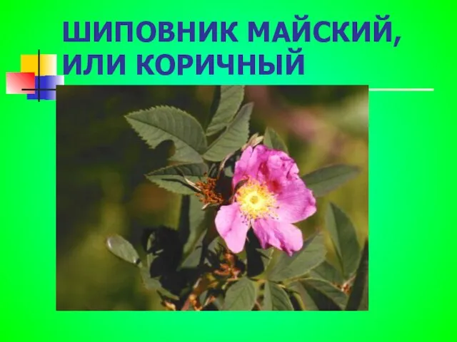 ШИПОВНИК МАЙСКИЙ, ИЛИ КОРИЧНЫЙ